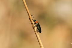 Anogcodes seladonius