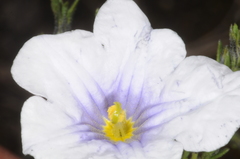 Nierembergia linariifolia