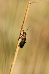 Anogcodes seladonius