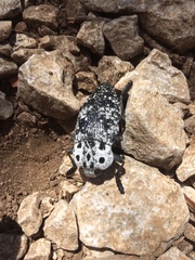 Capnodis cariosa