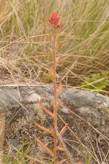 Castilleja arvensis pastorei