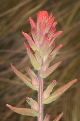 Castilleja arvensis pastorei
