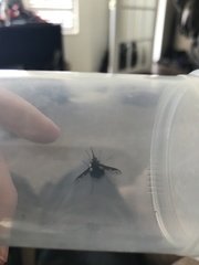 Bombylius albicapillus