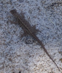 Sceloporus occidentalis longipes