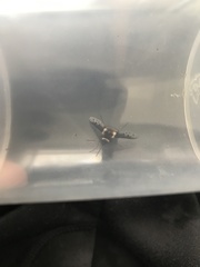 Bombylius albicapillus