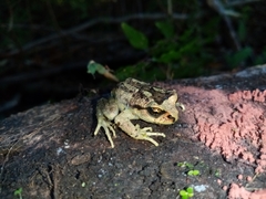 Olive Spiny-Chest Frog photo 3