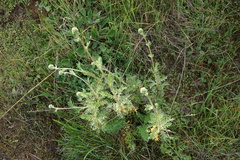 Acaena trifida