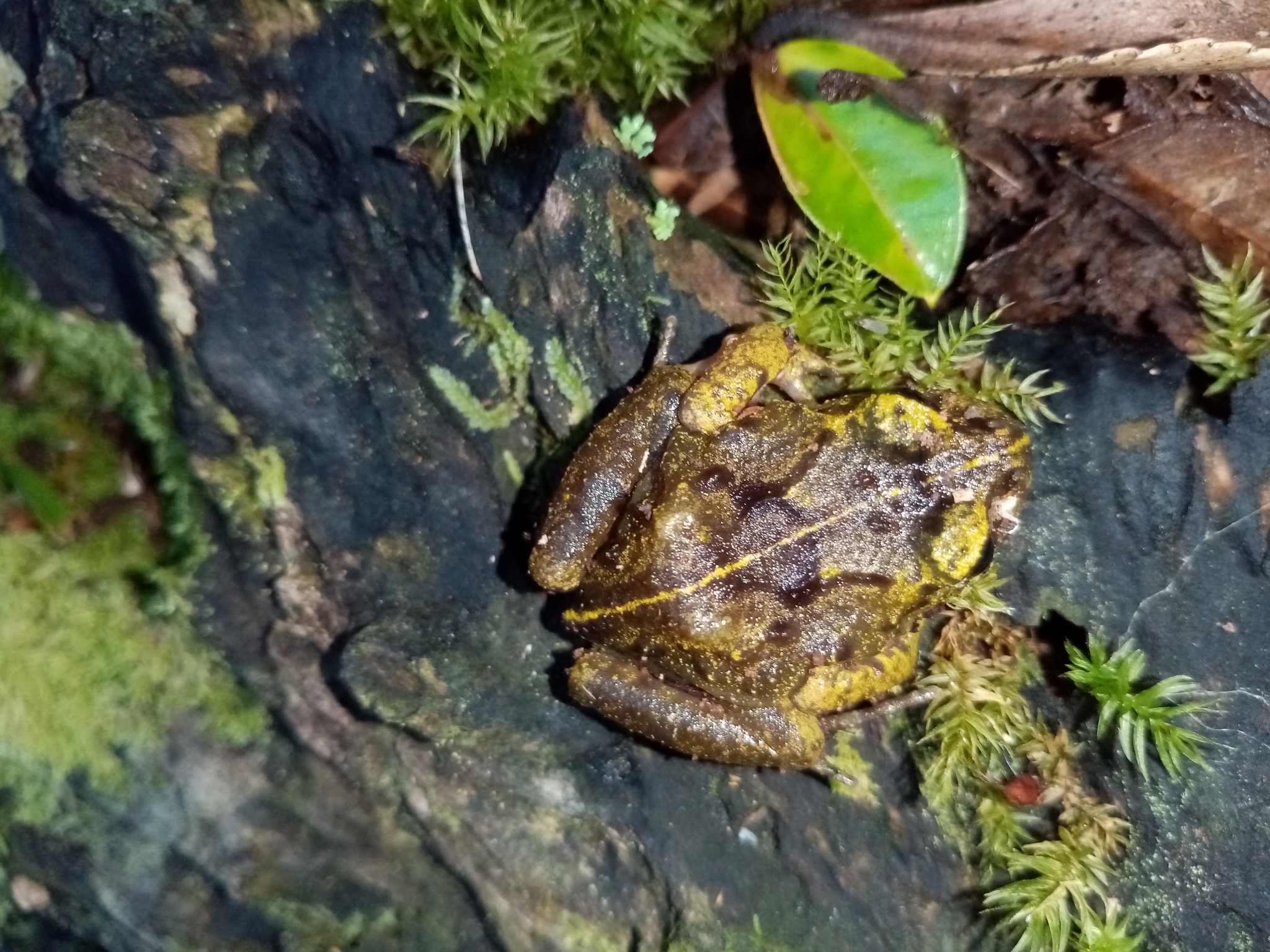 Eupsophus emiliopugini Formas, 1989