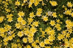 Genista umbellata
