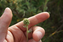 Acaena trifida