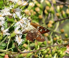 Myscelus amystis epigona