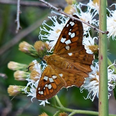 Myscelus amystis epigona