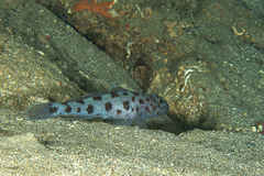 Thorogobius ephippiatus