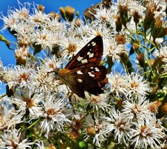 Myscelus amystis epigona