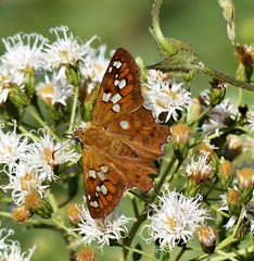 Myscelus amystis epigona