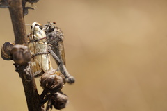 Cadeguala occidentalis