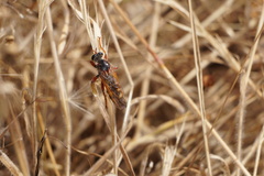 Cadeguala occidentalis