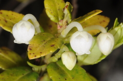 Gaultheria poeppigii