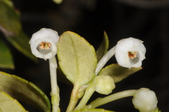 Gaultheria poeppigii