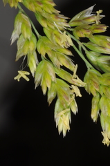 Poa stuckertii