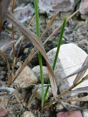 Bulbine cepacea