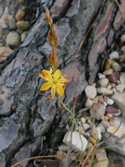 Bulbine cepacea