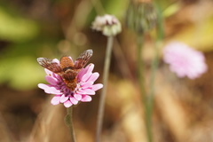 Cadeguala occidentalis