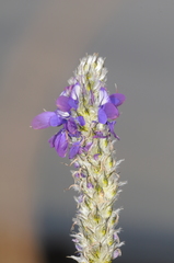Dalea elegans