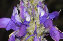Dalea elegans
