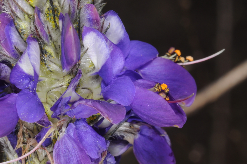 Dalea elegans