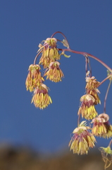 Thalictrum decipiens