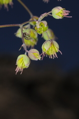 Thalictrum decipiens