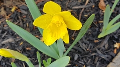 Narcissus