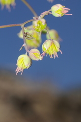 Thalictrum decipiens