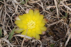 Gymnocalycium andreae