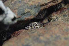 Scutellastra barbara