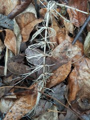 Equisetum arvense image