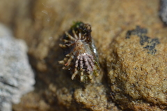 Scutellastra barbara