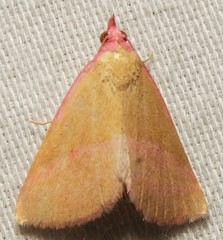 Phytometra rhodarialis