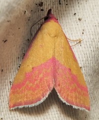 Phytometra rhodarialis