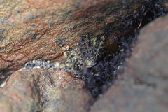 Scutellastra barbara