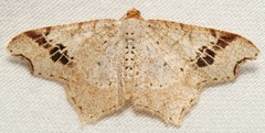 Macaria promiscuata