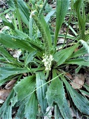 Plantago serraria