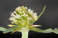 Acicarpha tribuloides