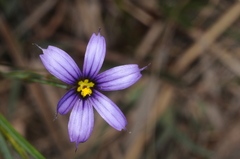 Sisyrinchium chilense