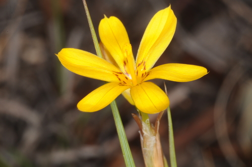 Sisyrinchium unguiculatum