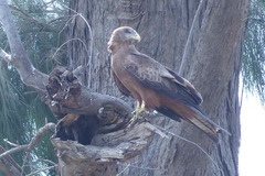 Milvus migrans parasitus