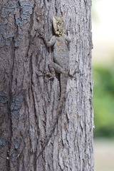 Agama agama