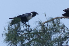 Corvus albus