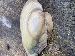 Anodonta anatina